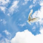 Zašto je golub simbol Duha Svetoga