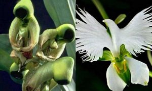 Posebna orhideja: cvjeta u vrijeme Pedesetnice i izgleda poput goluba