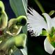Posebna orhideja: cvjeta u vrijeme Pedesetnice i izgleda poput goluba