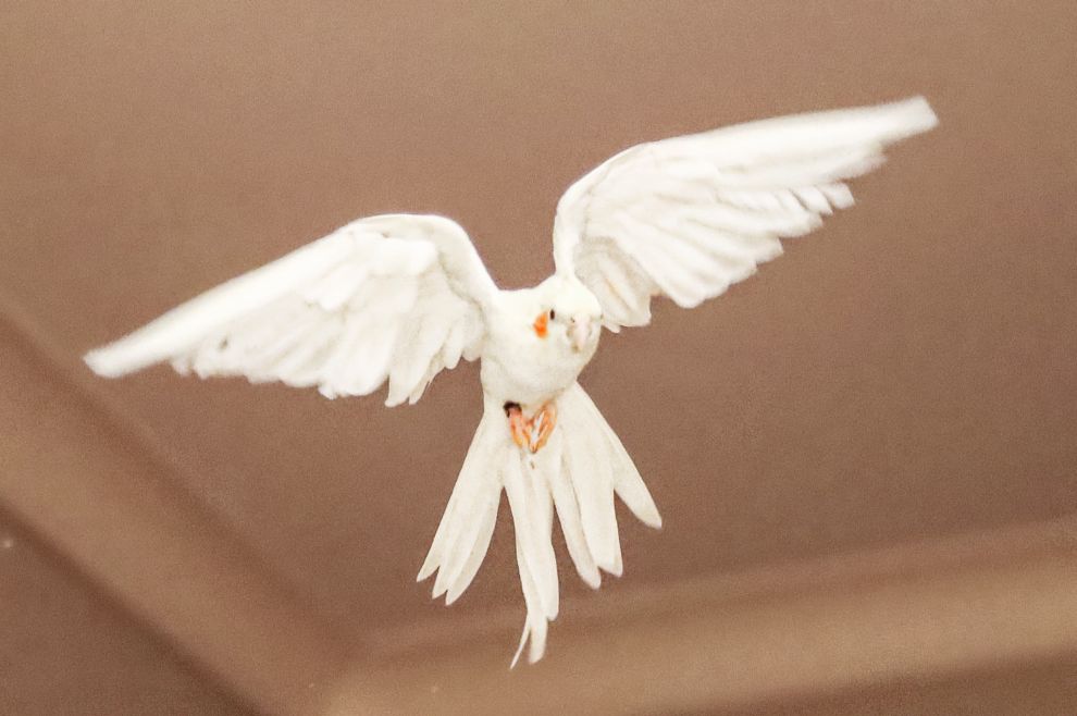 NEMOGUĆE ČUDO, ALI DOGODILO SE! U dvorani se pojavila velika golubica, s rasponom krila od 10-15 metara