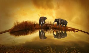Isusovo ime donosi mir u vrijeme panike: Pročitajte ovaj događaj sa slonovima