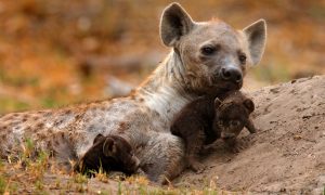 Pustinjski otac i hijena