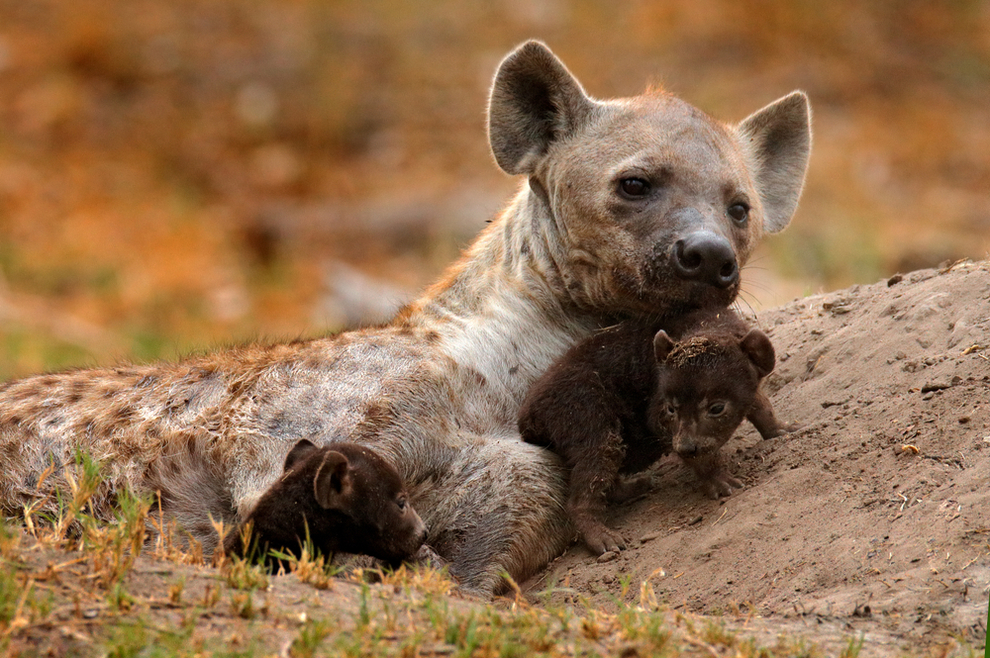 Pustinjski otac i hijena