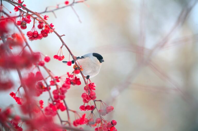 Close-up,Bullfinches,On,Branches,Of,Maple,And,Rowan,Winter,February