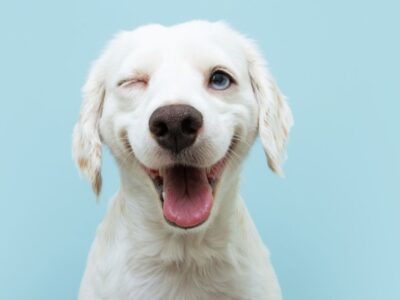 Happy,Dog,Puppy,Winking,An,Eye,And,Smiling,On,Colored