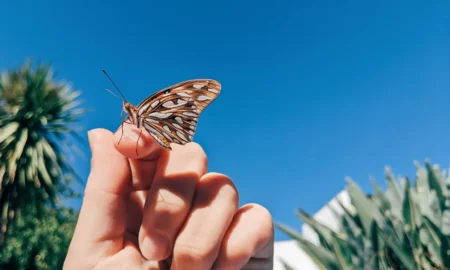 Leptir na ruci, pogled u nebo